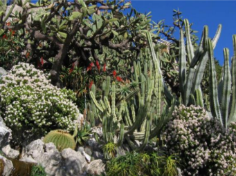 Exotic Gardens of Monte Carlo Exotic Gardens of Monte Carlo
